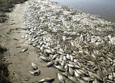 مرگ ومیر ماهیان در زرینه رود، علت در دست آنالیز است