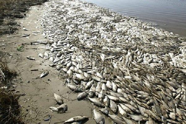 مرگ ومیر ماهیان در زرینه رود، علت در دست آنالیز است
