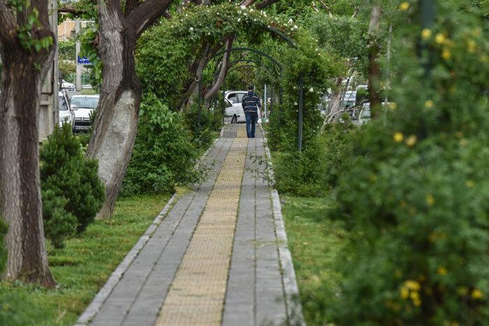 سوزنی ها جای چنار وتوت را گرفتند