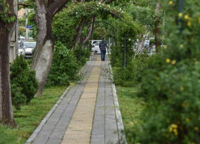 سوزنی ها جای چنار وتوت را گرفتند